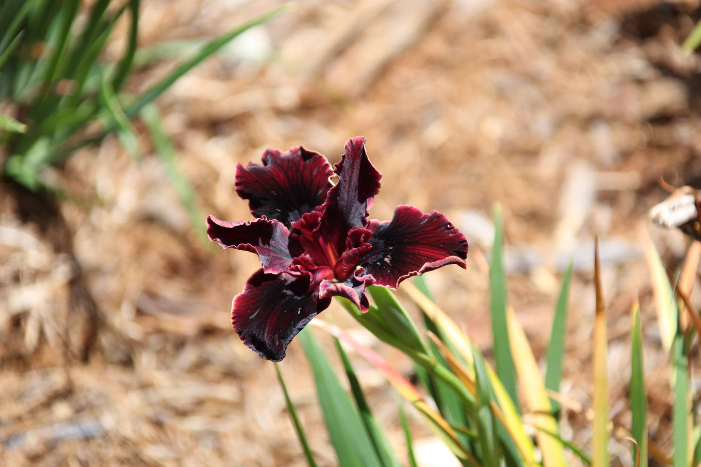 Tan & Yellow Iris Photographic Print