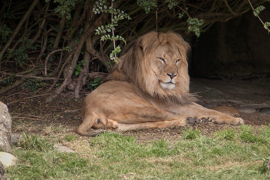 Pullover Hoodie | 50/50 Blend - Lion Portrait