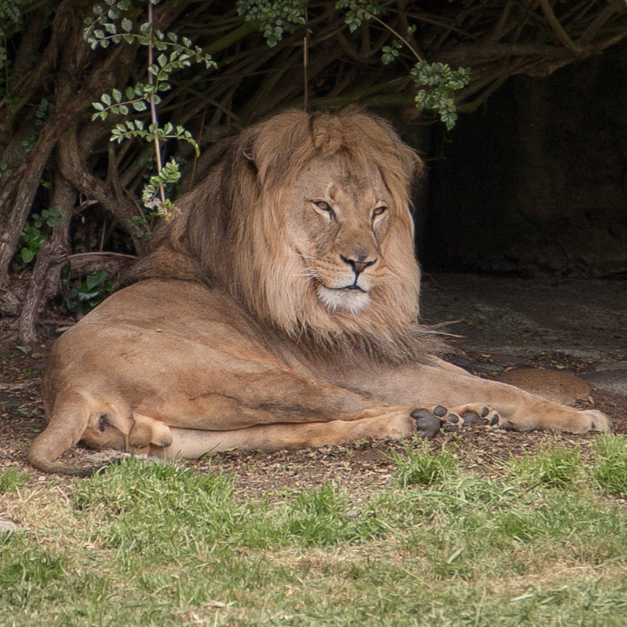 Portrait of a Lion